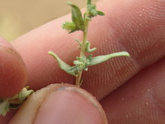 Atriplex elegans
