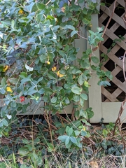 Lonicera sempervirens sempervirens