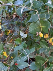 Lonicera sempervirens sempervirens