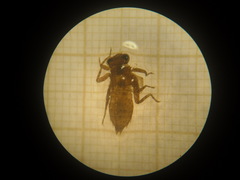 Planiplax