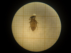 Planiplax