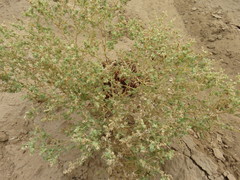 Atriplex elegans