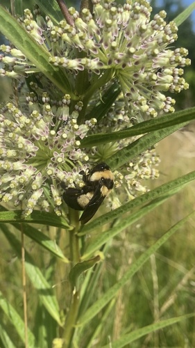 Southern Plains Bumble Bee