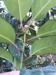Prunus lusitanica