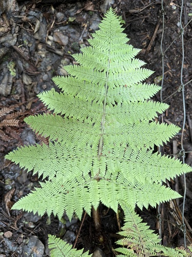 Dryopteris rubiginosa observed 2025-07-05