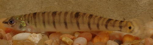 Percina macrolepida