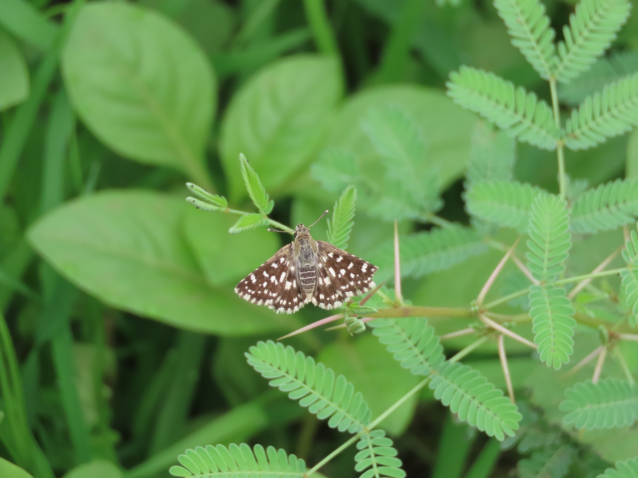 Asian Grizzled Skipper