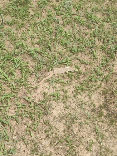Bengal Monitor