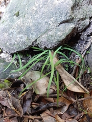 Arthropodium candidum