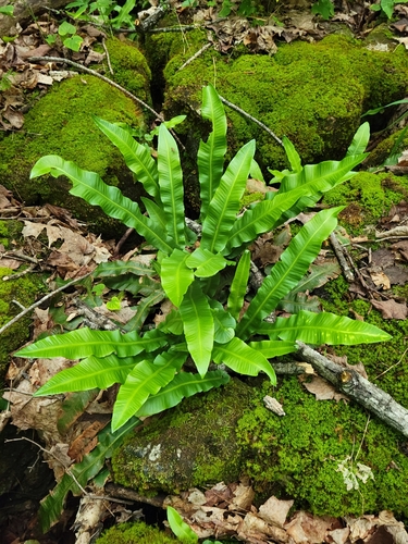 Asplenium