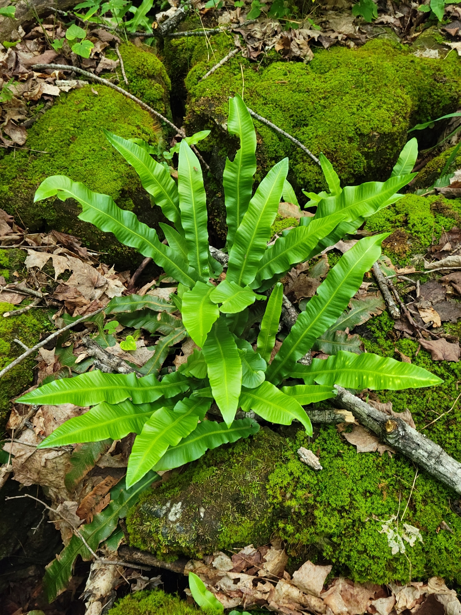 Asplenium