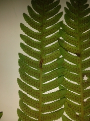 Cyathea costaricensis