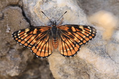 Chlosyne coronado coronado