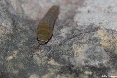 Protographium epidaus tepicus