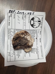 Thelephora americana