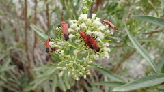 Chauliognathus lecontei