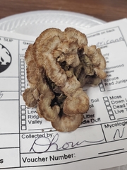 Thelephora americana