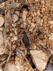 Centruroides bicolor