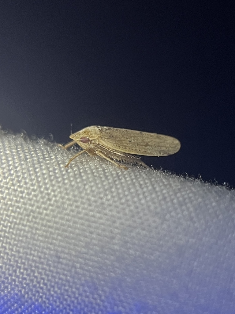 Negosiana negotiosa