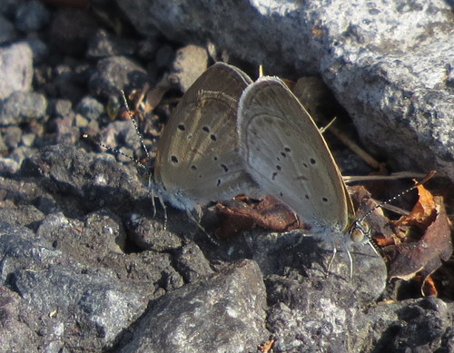 Lesser Grass Blue photo 4
