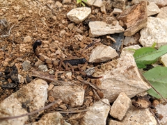 Centruroides bicolor