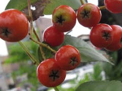 Sorbus commixta