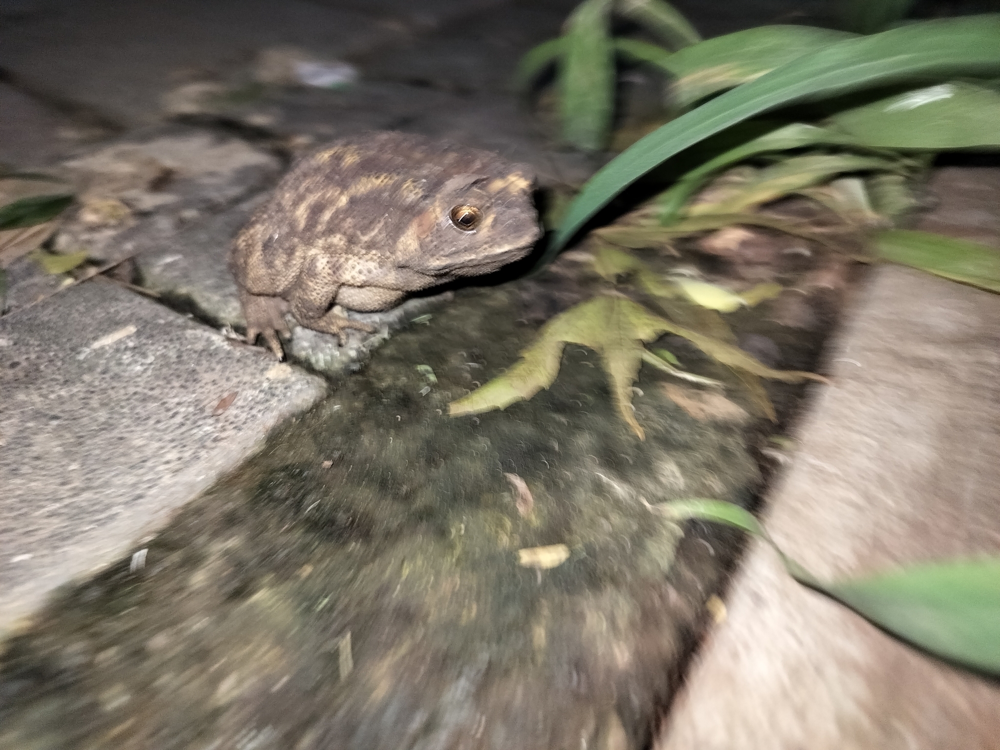 Indian Common True Toad