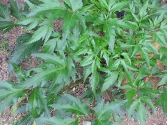 Angelica acutiloba