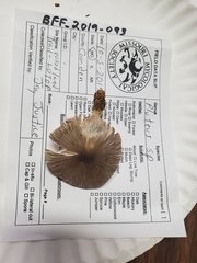 Pluteus deceptivus
