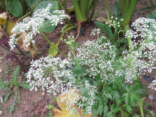 Acutelobed Angelica (Angelica acutiloba)