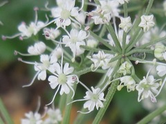 Angelica acutiloba