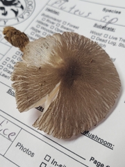 Pluteus deceptivus