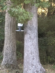 Sitta carolinensis