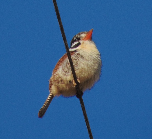 White-eared Puffbird