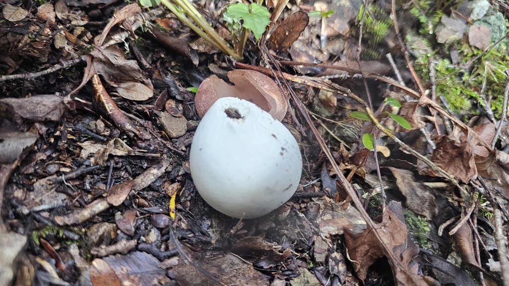 Claustula fischeri · July 2025 · photo: © henryahh (iNaturalist, cc0)