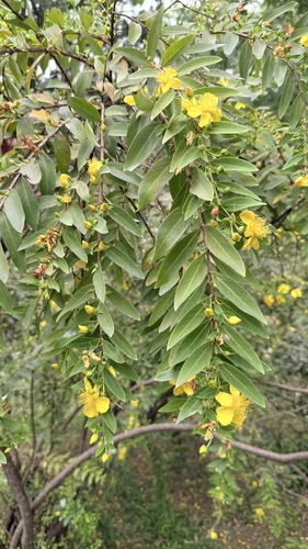 Hypericum subalatum observed 2025-07-08