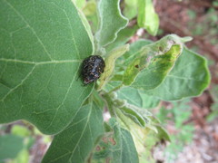 Oxythyrea marginalis