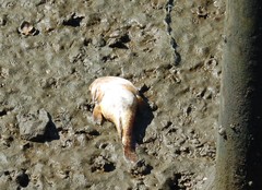 Halobatrachus didactylus