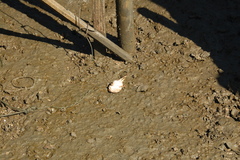 Halobatrachus didactylus