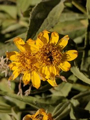Arnica longifolia