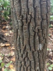 Oxydendrum
