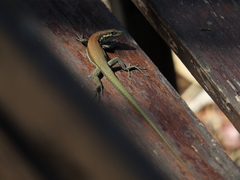 Phoenicolacerta troodica