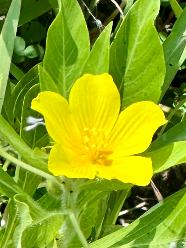 water primrose (Ludwigia hexapetala)
