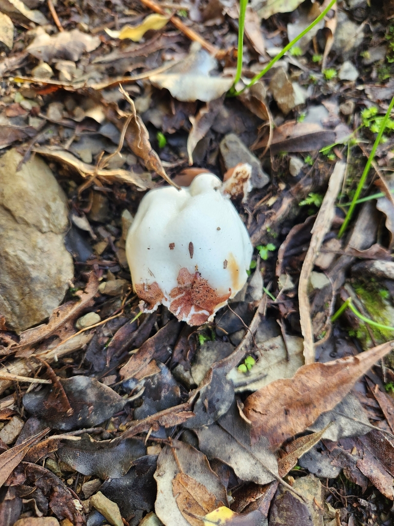 Claustula fischeri · July 2025 · photo: © chel123 (iNaturalist, cc0)