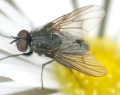 Helina cilipes