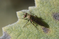 Brachyrhopalinae