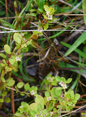 Ludwigia microcarpa