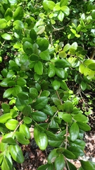 Broadleaf Gyminda (Gyminda latifolia)