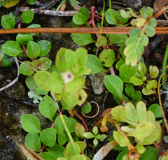 Ludwigia microcarpa