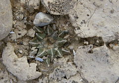 Ariocarpus kotschoubeyanus